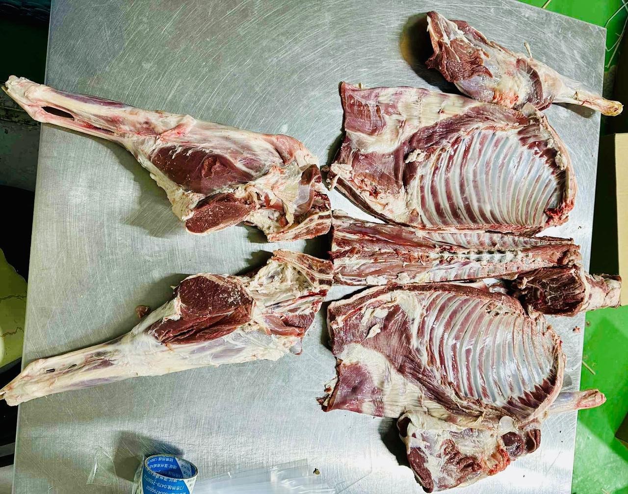 Lamb